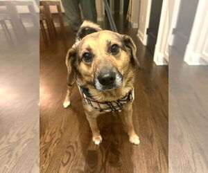 Beagle-Unknown Mix Dogs for adoption in Arlington, VA, USA