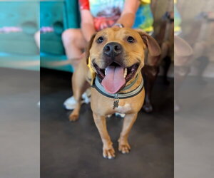 Chow Chow-Unknown Mix Dogs for adoption in Holly Springs, NC, USA