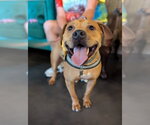 Small Chow Chow Mix