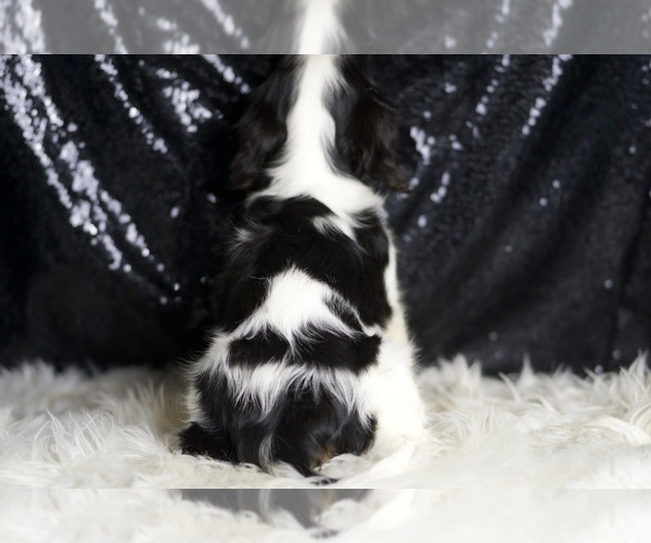 Medium Photo #7 Cavalier King Charles Spaniel Puppy For Sale in WARSAW, IN, USA