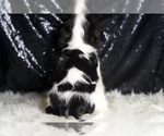 Small #6 Cavalier King Charles Spaniel