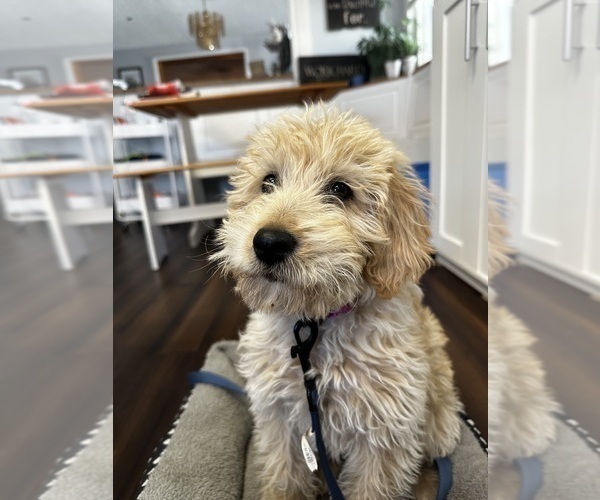Medium Photo #1 Labradoodle Puppy For Sale in EATON, CO, USA