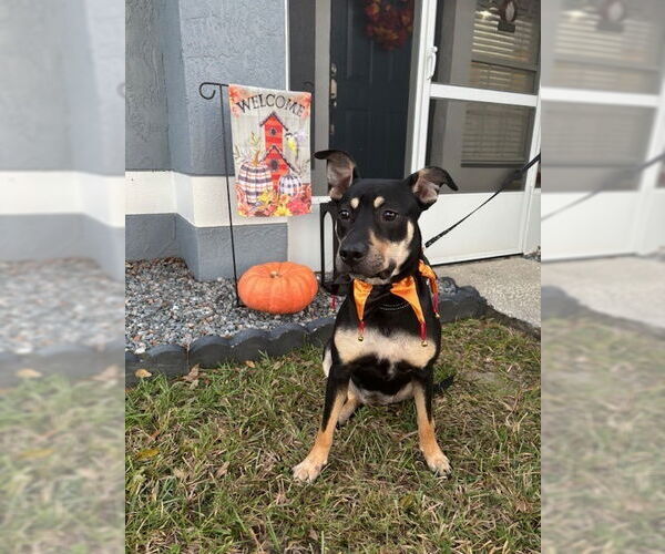 Medium Photo #8 Chihuahua-Unknown Mix Puppy For Sale in oakland, FL, USA
