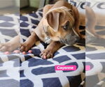 Small #11 Catahoula Leopard Dog Mix