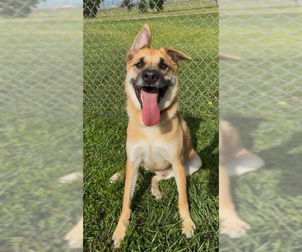 Medium Photo #3 German Shepherd Dog Puppy For Sale in Rosenberg, TX, USA