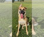 Small Photo #3 German Shepherd Dog Puppy For Sale in Rosenberg, TX, USA