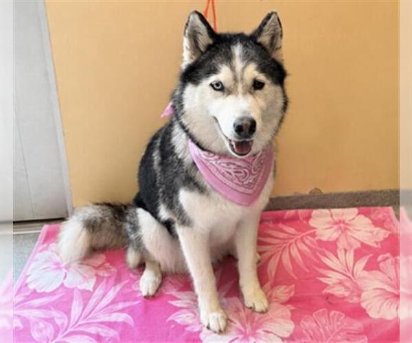 Medium Photo #2 Siberian Husky Puppy For Sale in Orange, CA, USA