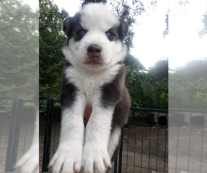 Siberian Husky Puppy for sale in FLORENCE, SC, USA
