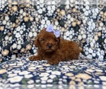 Small #5 Goldendoodle (Miniature)