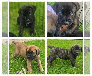 Cane Corso Puppy for Sale in HOUSTON, Texas USA