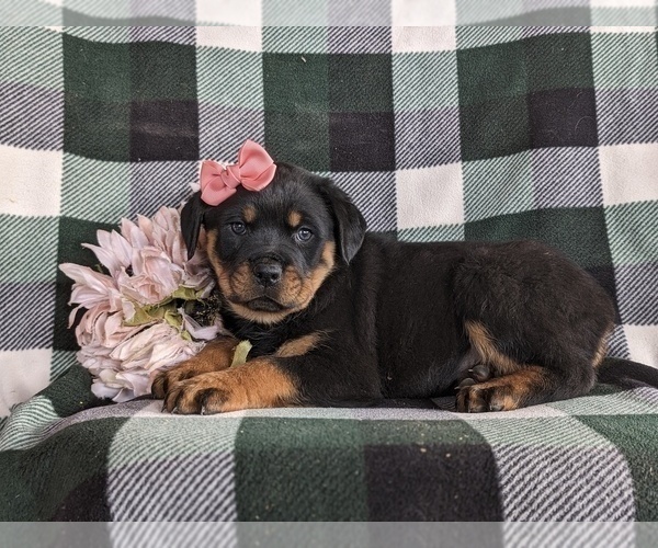 Medium Photo #4 Rottweiler Puppy For Sale in CHRISTIANA, PA, USA