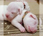 Small Photo #15 Dogo Argentino Puppy For Sale in JANE, MO, USA