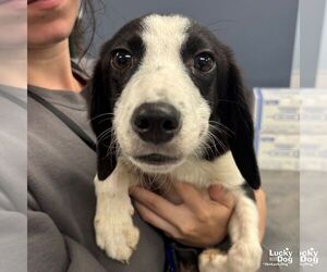 Beagle-Spaniel Mix Dogs for adoption in Washington, DC, USA