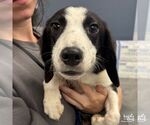 Small Beagle-Spaniel Mix