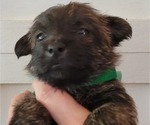 Puppy Romano Cairn Terrier