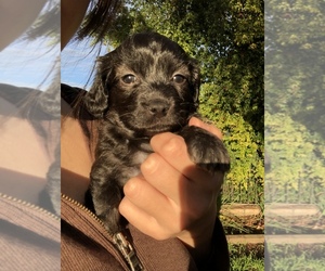 Mal-Shi-Poodle (Toy) Mix Puppy for sale in SAN JOSE, CA, USA