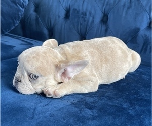 French Bulldog Puppy for sale in EAGLE RIVER, AK, USA