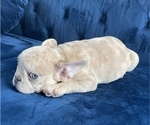 Small Photo #1 French Bulldog Puppy For Sale in EAGLE RIVER, AK, USA