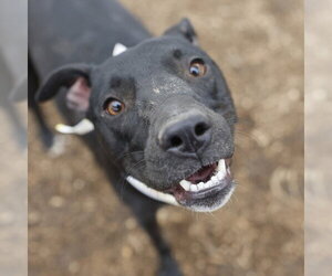 American Staffordshire Terrier-Unknown Mix Dogs for adoption in San Antonio, TX, USA