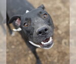 Small American Staffordshire Terrier Mix