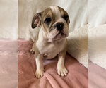 Small Photo #1 English Bulldog Puppy For Sale in CHARLESTON, SC, USA