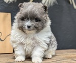 Small #8 Pomeranian