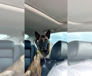 Mutt Dogs for adoption in Stevens Point, WI, USA