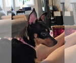 Small Photo #4 Miniature Pinscher-Unknown Mix Puppy For Sale in Cottage Grove, MN, USA