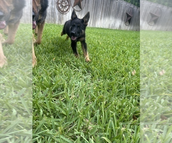 Medium Photo #15 German Shepherd Dog Puppy For Sale in TEMPLE, TX, USA