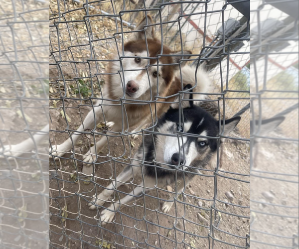 Medium Photo #5 Siberian Husky Puppy For Sale in Williamsburg, NM, USA