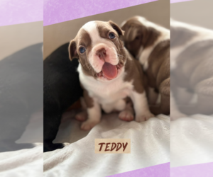 Boston Terrier Puppy for sale in WEST LAFAYETTE, IN, USA