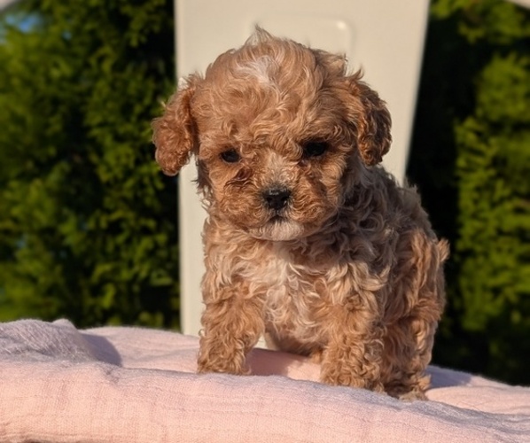 Medium Photo #32 Cavapoo (Miniature) Puppy For Sale in GOSHEN, IN, USA