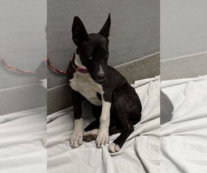 Dutch Shepherd -Unknown Mix Dogs for adoption in Las Vegas, NV, USA