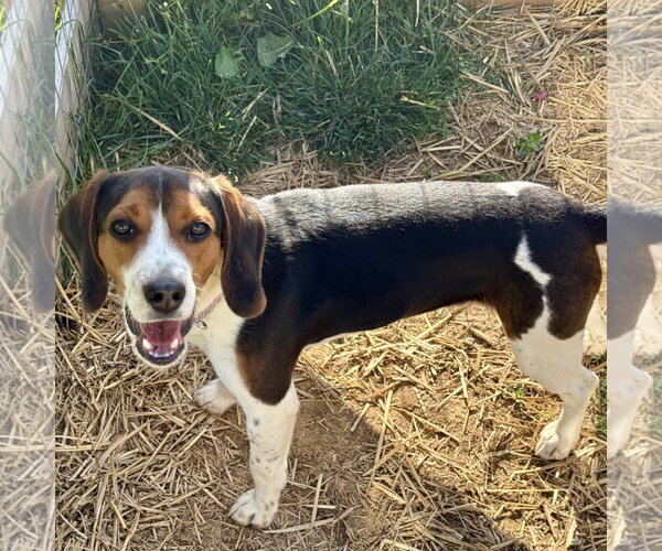 Medium Photo #1 Beagle Puppy For Sale in Batavia, OH, USA