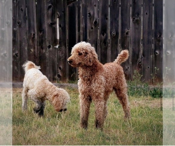 Medium Photo #1 Labradoodle Puppy For Sale in AMERICAN CANYON, CA, USA