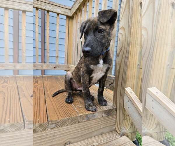 Medium Photo #5 Mutt Puppy For Sale in Greenville, SC, USA