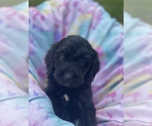 English Cocker Spaniel-Poodle (Standard) Mix Puppy for sale in LEESBURG, GA, USA