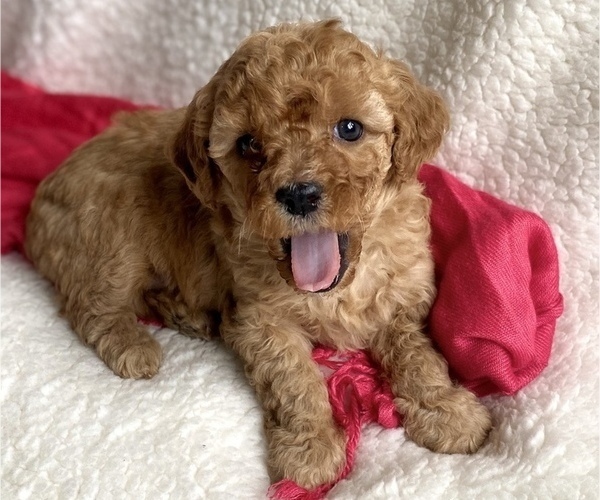 Medium Photo #5 Cavapoo Puppy For Sale in RUDD, IA, USA