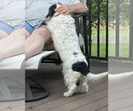 Small #3 Basset Hound-Petit Basset Griffon Vendeen Mix