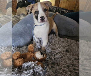 Australian Shepherd-Great Dane Mix Dogs for adoption in Rockaway, NJ, USA