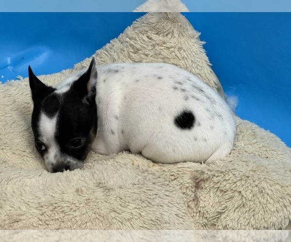 Medium Photo #3 Rat Terrier Puppy For Sale in WHITAKERS, NC, USA