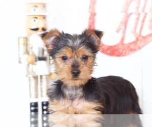 Yorkshire Terrier Puppy for sale in MOUNT VERNON, OH, USA
