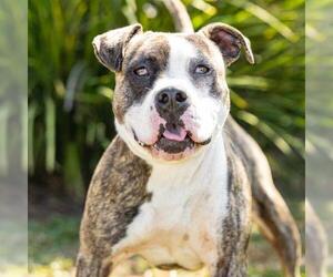 American Bulldog-Unknown Mix Dogs for adoption in Camarillo, CA, USA