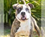 COSMIC - Male American Bulldog-Unknown Mix Dog for Adoption - Small photo