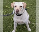 Small #3 Labrador Retriever Mix
