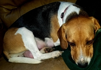 Mother of the Beagle puppies born on 10/28/2018