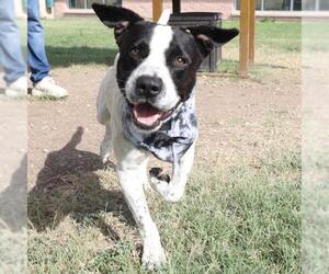 American Staffordshire Terrier Dogs for adoption in San Antonio, TX, USA