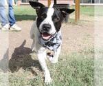 Small American Staffordshire Terrier