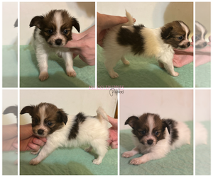 Papillon Puppy for sale in MINNEAPOLIS, MN, USA