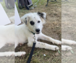 Small Mutt